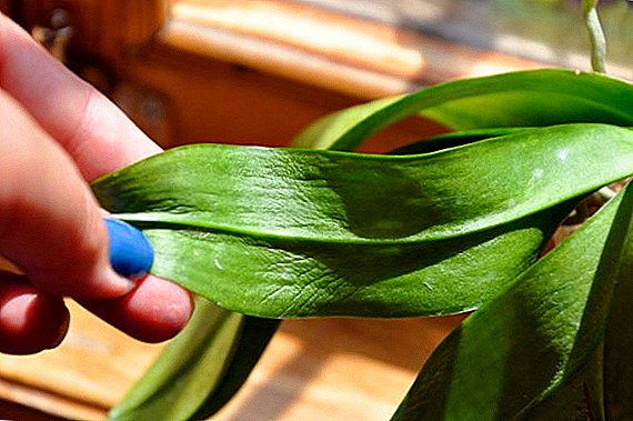 Kunaon orchid digolongkeun daun sareng naon anu kedah dilakukeun