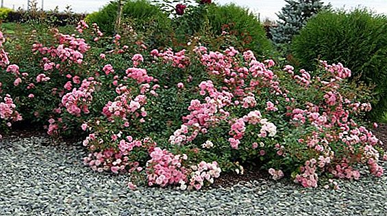 Cuberta terrestre Rosas para o xardín: Descrición da variedade