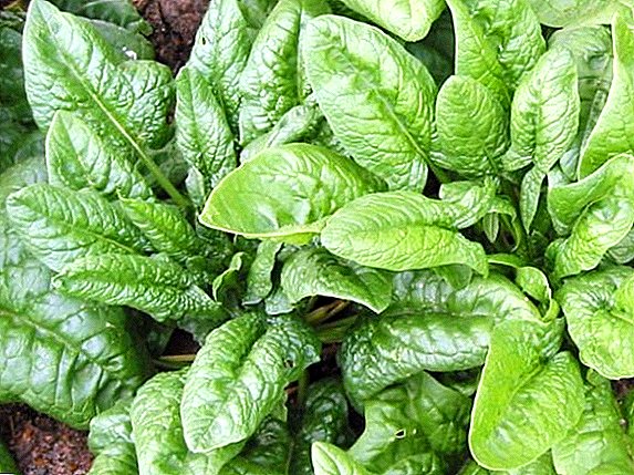 Pinipili namin ang pinakamahusay na mga varieties ng spinach