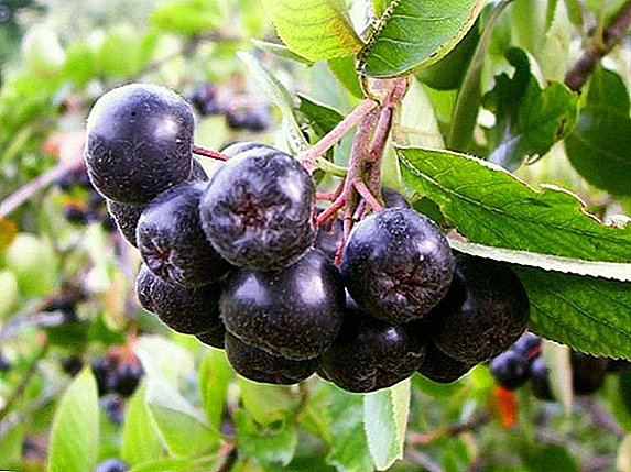 Selektado de la plej bonaj receptoj por rikoltado de montaj cindro (chokeberry) nigra-fruktodona por la vintro