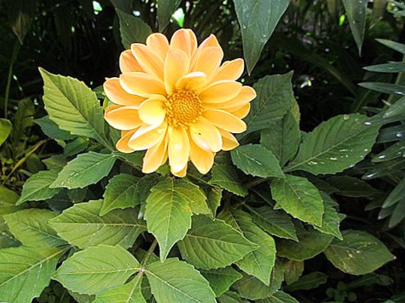 आपल्या बागेसाठी सर्वात लोकप्रिय फुलांची यादी असलेल्या वार्षिक डाह्लियाच्या सर्वोत्तम प्रकारांची निवड