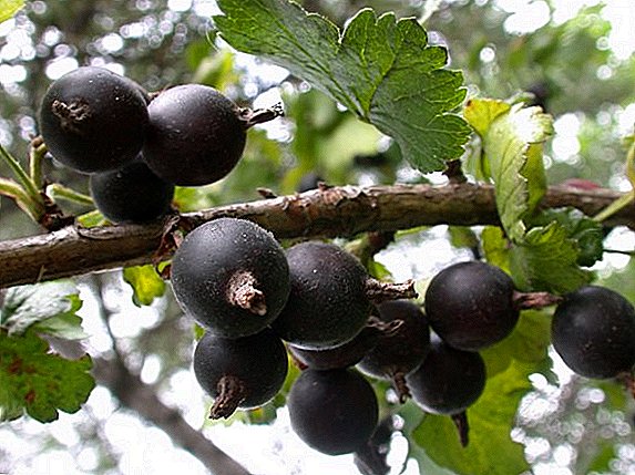 শীতের জন্য Yoshta berries ফসল উপায় নির্বাচন