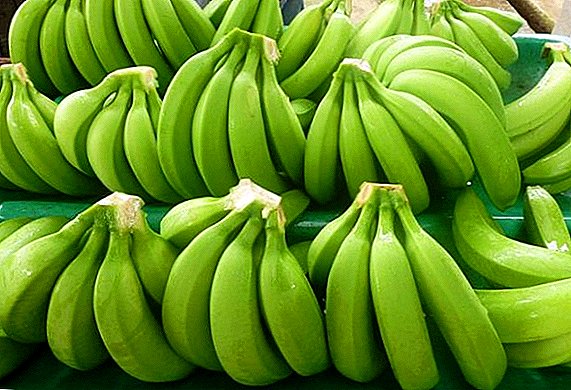 Da li su zelene banane korisne?