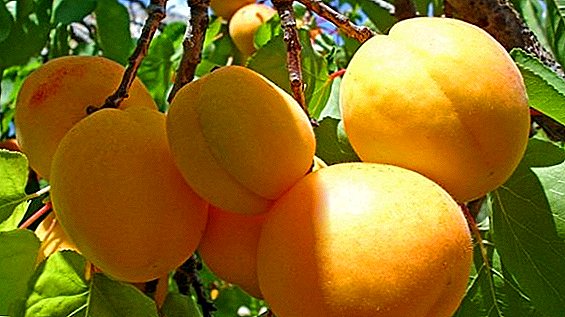 Amfani da warkar da kaddarorin apricot