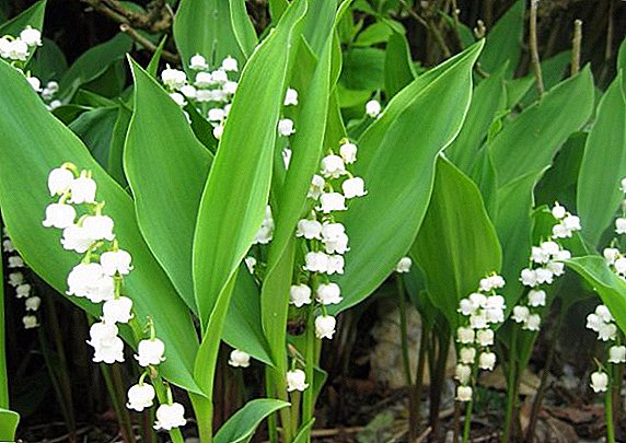 Properties and therapeutic properties of May Lily of Valley