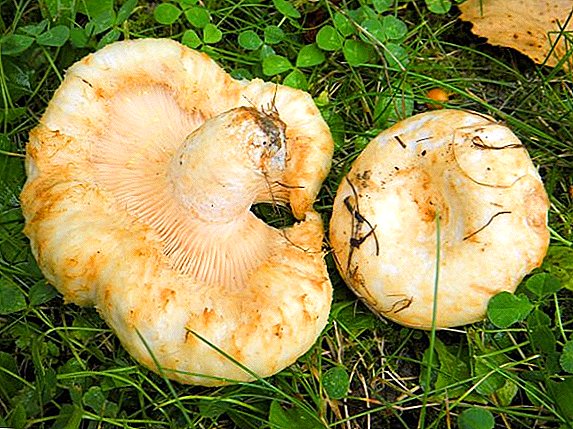 Sifat migunani lan mbebayani jamur jamur