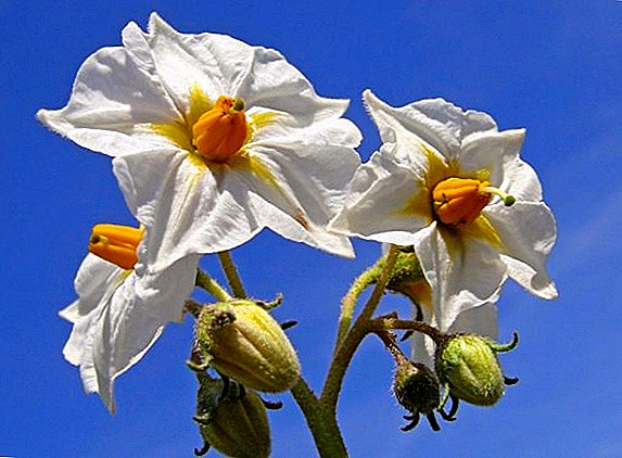 બટાકાની ફૂલો સાથે ઉપયોગી ગુણધર્મો, બોટનિકલ વર્ણન અને સારવાર