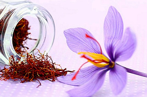 ຄຸນສົມບັດທີ່ເປັນປະໂຫຍດແລະການໃຊ້ saffron (crocus) ໃນຢາພື້ນເມືອງ