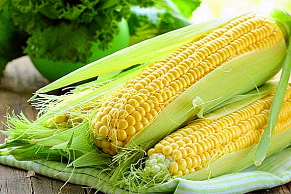 Korisna svojstva kukuruza za muškarce, žene i djecu