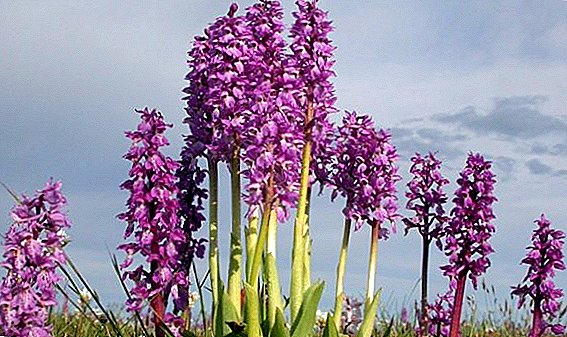 Orkidea eta errezeta propietate erabilgarriak medikuntzan erabiltzeko