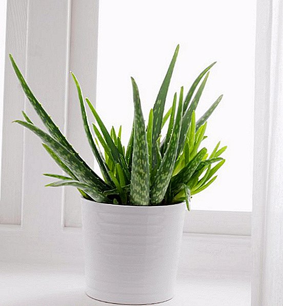 Aloe suvarma: artan dərman kaktusunun sirləri