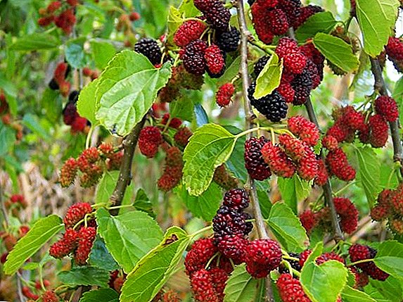 Kuthirira, kudulira ndi kuswana mulberries