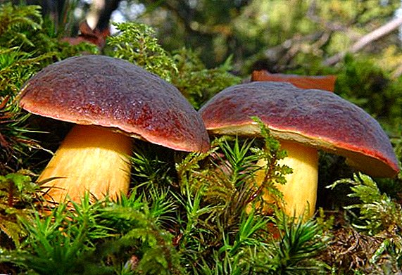 Nā'ōlelo mushroom Polish: nāʻano, nā nohona, nāʻike