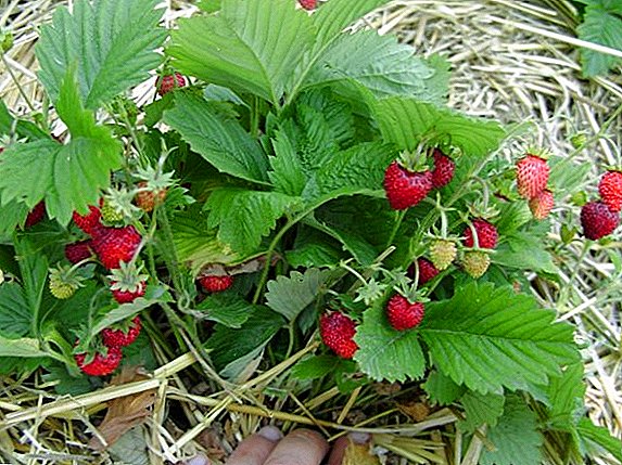 Muna samun babban girbi na strawberry Ali Baba