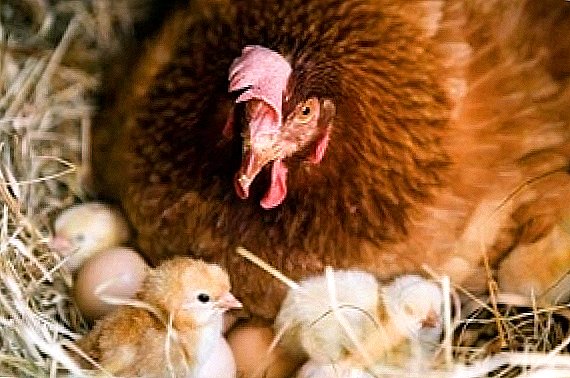 Facer aves mozas por incubación natural de ovos
