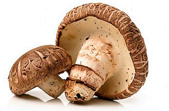 Koristi i štetnost šitake gljiva