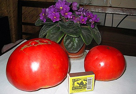 Tomatoes Lihim ni Lola: mahusay, napakalaki