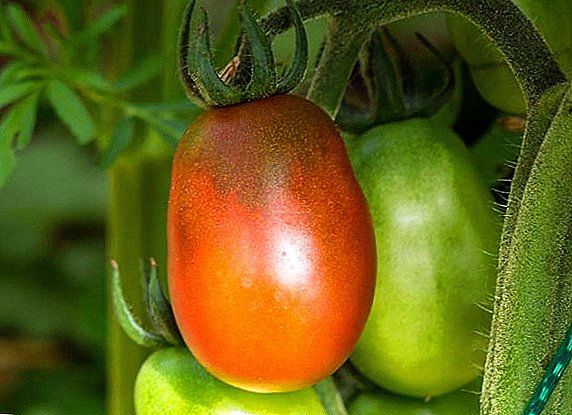 Tomatoes "تور مور": ځانګړتیاوې، د بریالیتوب کښت راز