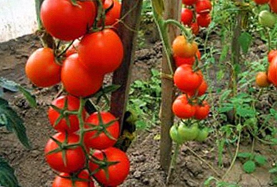 Tomat "entwisyon": karakteristik, sekrè nan kiltivasyon siksè