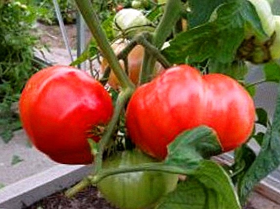 Tomaten "Pink Elephant": Charakteristiken, Planzung an Pfleeg