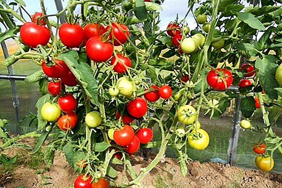 Te momo rereketanga Tomatoes Blagovest: nga āhuatanga me te whakaahuatanga o te momo