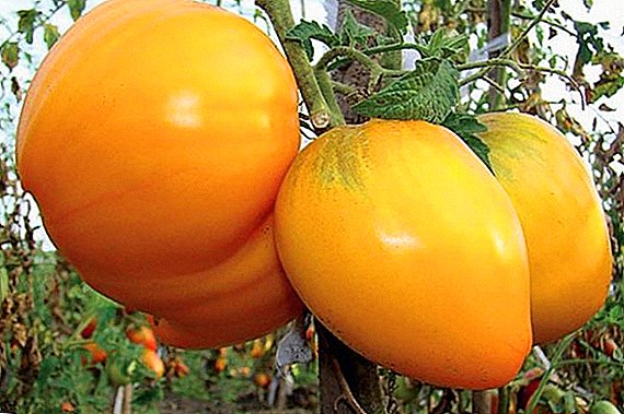 De Tomatoes Varietéit "Kinnek vu Sibirien": Ginn et Nodeeler?