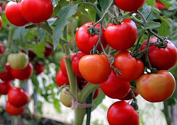 Tomat varyete Lyubasha: karakteristik varyete tomat byen bonè