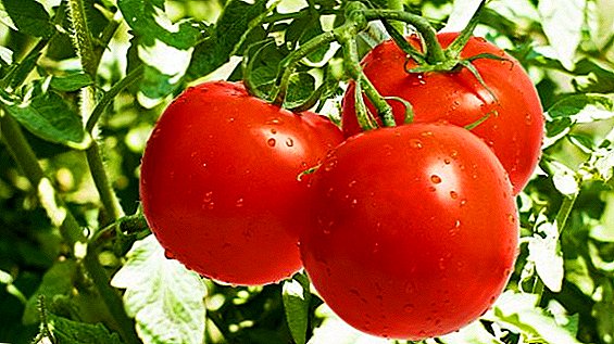 Tomatoes: пайдасы жана ден соолугуна келтирилген зыяндын же жокпу, кандай болуп жатат?