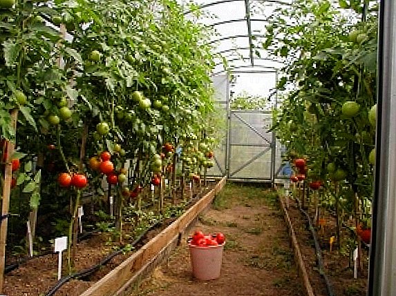 Tomato na griin haus - ọ dị mfe! VIDIO