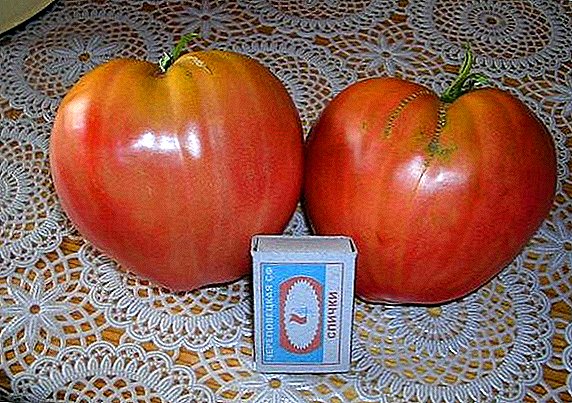 Tomatoes Ox-Loto: uiga, mealilo o le galue manuia