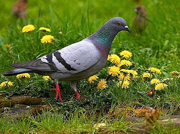 Pigeon zawo: haddasawa da magani