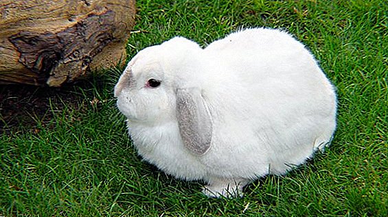Dovşanlarda dovşan: nə ediləcək, necə və necə müalicə oluna bilər