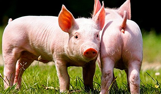 Piglets दस्त: रोग को कारणहरु, कसरि र कसरि युवा जानवरहरु र वयस्कों को उपचार को कारणहरु
