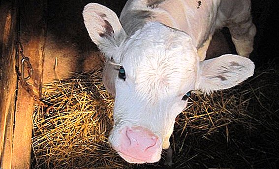 Дијареа кај телиња: третман со антибиотици и народни лекови