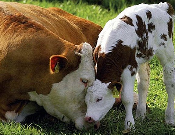 بیلاروس میں گایوں کی مقبول نسلیں