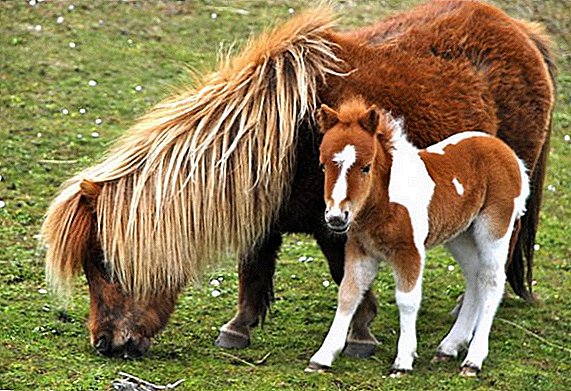 Հանրաճանաչ Pony Breeds