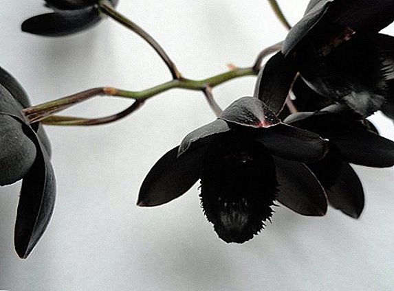 Populär Varietë vun schwarze Orchideeën, virun allem de Kultivatioun vun enger exotescher Blumm