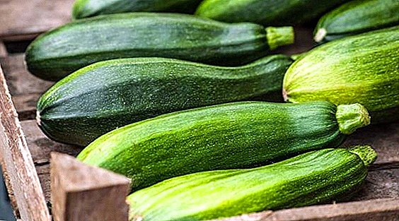 Popular irin zucchini don dasa shuki a bude ƙasa (tare da photo)