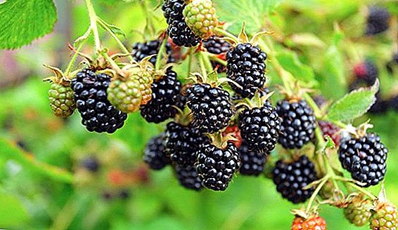 Variétas populér tina perbaikan blackberry