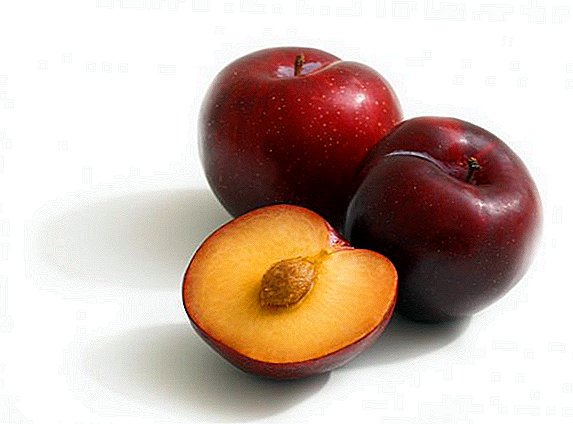 Mga patok na varieties ng Hungarian plum
