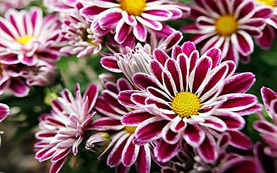 Popular nga mga matang ug matang sa chrysanthemum