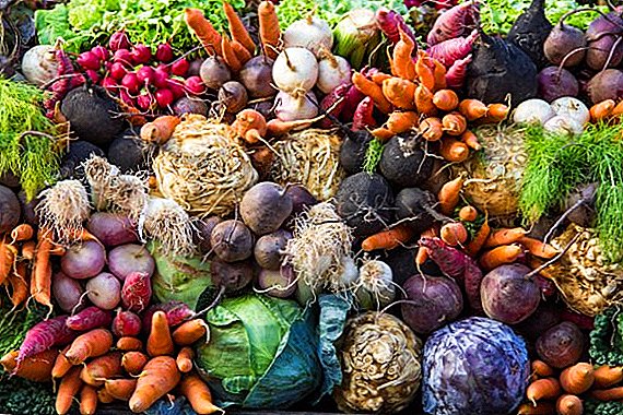 ဖော်ပြချက်နှင့်ဓာတ်ပုံနှင့်အတူအမြစ်ဟင်းသီးဟင်းရွက်များ၏လူကြိုက်များအမျိုးအစားများ