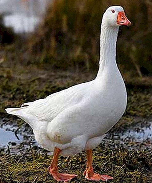 Breed geese Mamut: fasali na abun ciki a gonaki na sirri
