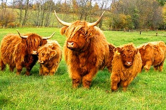 Te Kooti Highland Cow
