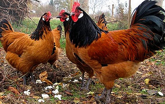 Raza de galiñas Forverk: todo sobre reprodución na casa