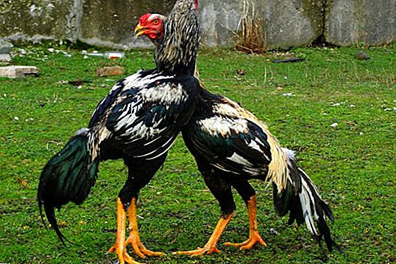 Raza kulangi (Dakan) galiñas - descrición, foto, características