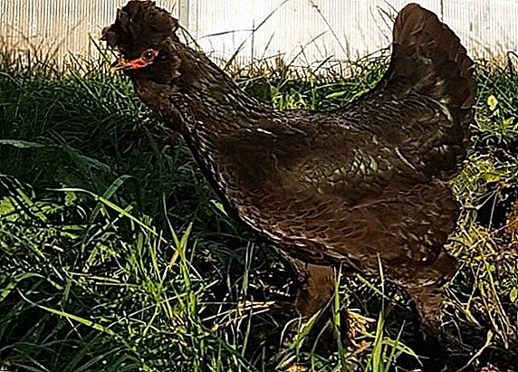 Раса на кокошки сибирски педигре: одгледување карактеристики