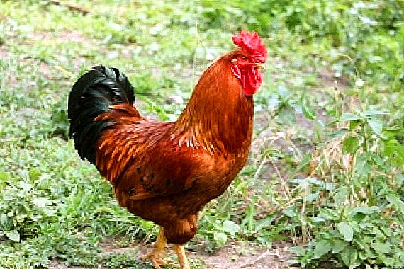نژاد مرغ های Poltava: ما بر بهره وری و سهولت نگهداری تکیه می کنیم