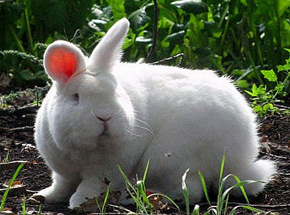 Ụdị nke rabbits na-eto ngwa ngwa: broilers