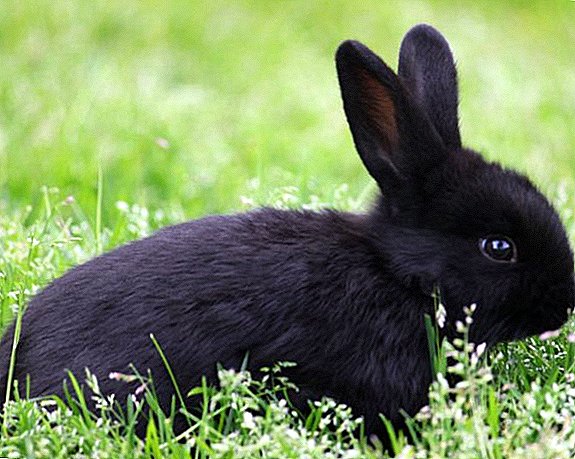 ຜະລິດຕະພັນຂອງ rabbits ສີດໍາ: ລາຍລະອຽດແລະຮູບພາບຂອງຜູ້ຕາງຫນ້າທີ່ດີທີ່ສຸດ